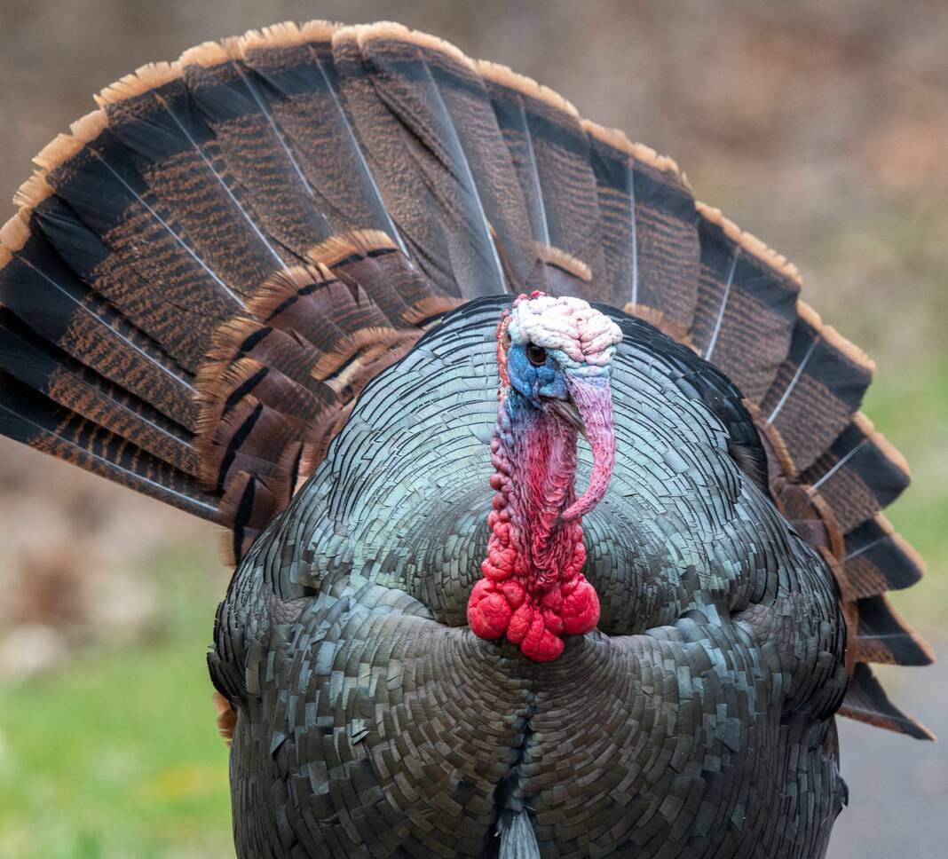 ODNR Ohio’s youth hunters check 1,785 wild turkeys Wilmington News