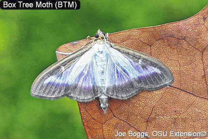Box tree moth scouting - Wilmington News Journal